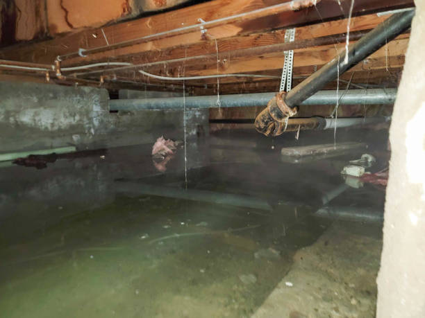 Best Water damage restoration mold remediation  in Mec, CA