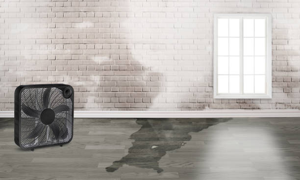 Best Water damage restoration experts  in Mec, CA
